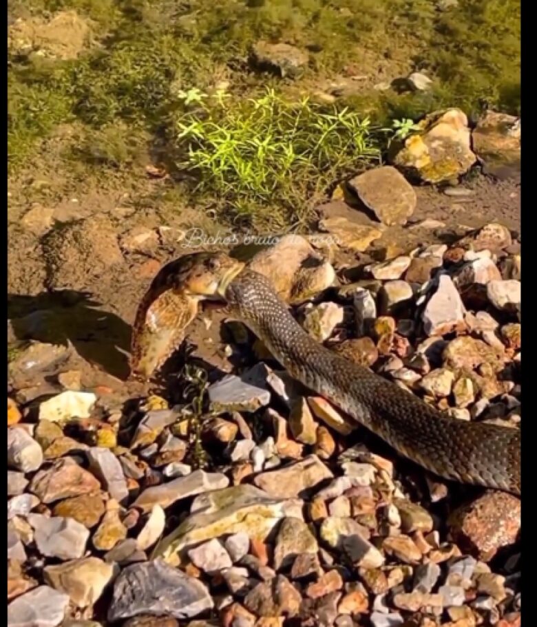 A maior parte das cobras-capelo põe ovos e a maior parte delas os abandona pouco depois da ovoposição. No entanto, algumas espécies são ovovivíparas e retêm os ovos dentro dos seus corpos até se encontrarem prestes a nascer.