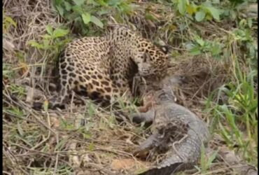 A onça-pintada (Panthera onça) é a rainha do Pantanal, ao passo que está no topo da cadeia alimentar, sendo o animal considerado o mais incrível superpredador.