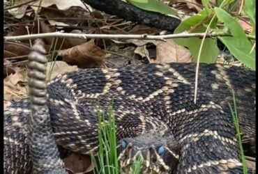 A cascavel, por razões não bem entendidas, em vez de sair completamente de sua pele antiga, mantém parte dela enrolada na cauda em forma de um anel cinzento grosseiro.