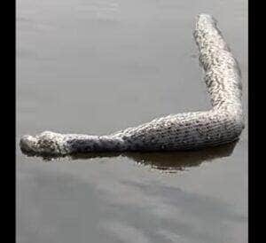 Uma das principais características das cobras sucuris, além do tamanho que chama a atenção, é o dimorfismo sexual, ou seja, nas quatro espécies, as fêmeas são maiores que os machos
