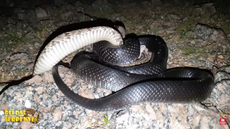 É encontrada nas áreas do centro, sudeste e sul do Brasil, Paraguai e nordeste da Argentina, porém também há registros dessa mesma espécie no Rio Grande do Sul.