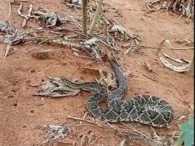 As cascavéis alimentam-se principalmente de pequenos roedores, mas podem fazer uso de seu veneno para fazerem outras vítimas, como pequenas aves, coelhos, lagartos, e, eventualmente, outras serpentes.