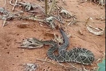 As cascavéis alimentam-se principalmente de pequenos roedores, mas podem fazer uso de seu veneno para fazerem outras vítimas, como pequenas aves, coelhos, lagartos, e, eventualmente, outras serpentes.