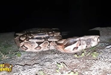 Durante toda a gestação os embriões recebem nutrientes do vitelo que é formado junto ao ovocito da mãe, antes de ser fecundado.