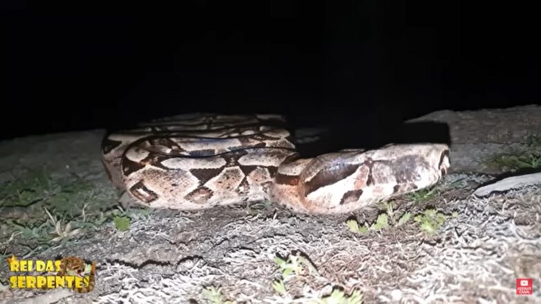 Durante toda a gestação os embriões recebem nutrientes do vitelo que é formado junto ao ovocito da mãe, antes de ser fecundado.