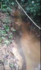 A cobra sucuri é a maior serpente que habita o território brasileiro. Ela assusta e ao mesmo tempo encanta pelo seu tamanho, porém, não possui veneno.