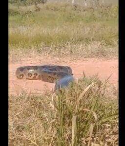 “Chega brilha no sol”; cobra sucuri passeando em meio a pastagem