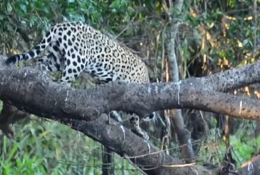 A poderosa onça-pintada (panthera onça) é a rainha do pantanal, ao passo que está no topo da cadeia alimentar, sendo o animal considerado o mais incrível superpredador.