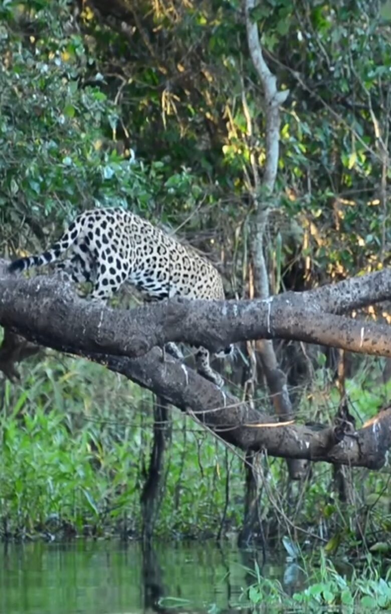 A poderosa onça-pintada (panthera onça) é a rainha do pantanal, ao passo que está no topo da cadeia alimentar, sendo o animal considerado o mais incrível superpredador.