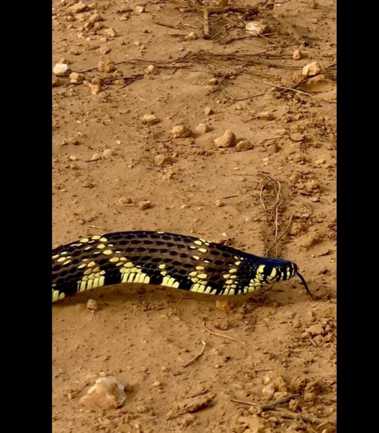 Endêmica da América do Sul, a cobra caninana (Spilotes pullatus) é uma serpente não peçonhenta (venenosa) e pode chegar a atingir até 2,5 metro de comprimento