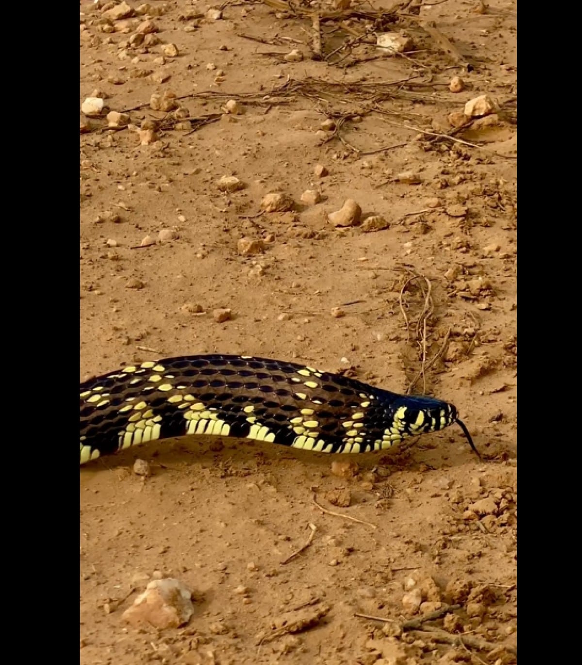 A verdade sobre o vídeo que mostra como cobra caninana selvagem