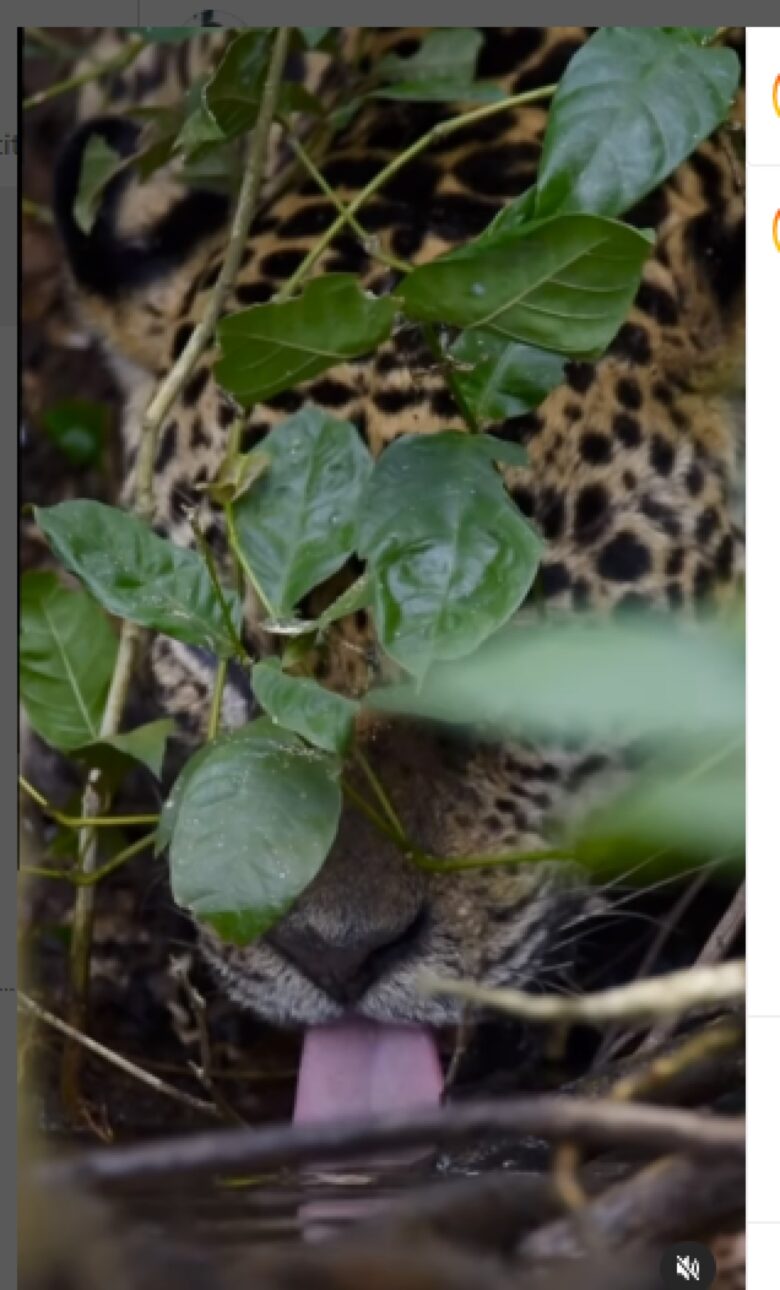 Além de possuir uma força excepcional, a onça-pintada é a que possui maior poder em suas mordidas, entre os grandes felinos do planeta.