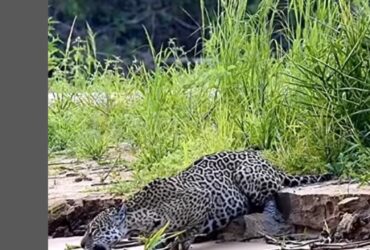 A onça-pintada (Panthera onça) é a rainha do Pantanal, ao passo que está no topo da cadeia alimentar, sendo o animal considerado o mais incrível superpredador.