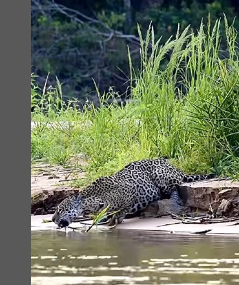 A onça-pintada (Panthera onça) é a rainha do Pantanal, ao passo que está no topo da cadeia alimentar, sendo o animal considerado o mais incrível superpredador.