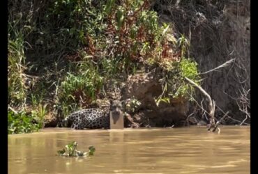 Filhotes de onça-pintada são flagrados brincando com borrachão nas águas do Pantanal