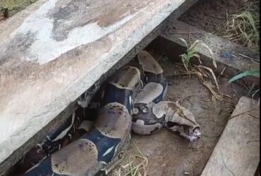 A jiboia é uma serpente da família Boidae, sendo encontrada nas Américas, África, na Europa, na Ásia e em algumas Ilhas do Oceano Pacífico.