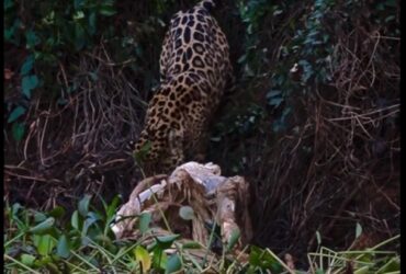 O que dá a esses animais, a possibilidade de perfurar facilmente casco de tartarugas e crânios de suas presas.