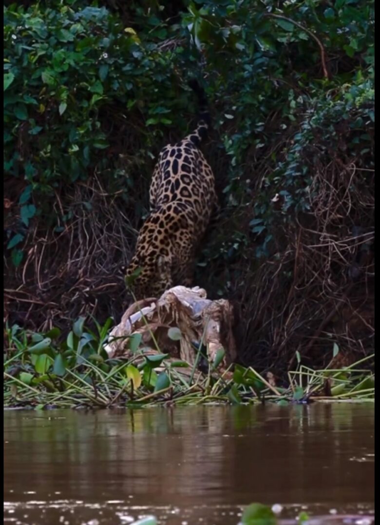 O que dá a esses animais, a possibilidade de perfurar facilmente casco de tartarugas e crânios de suas presas.