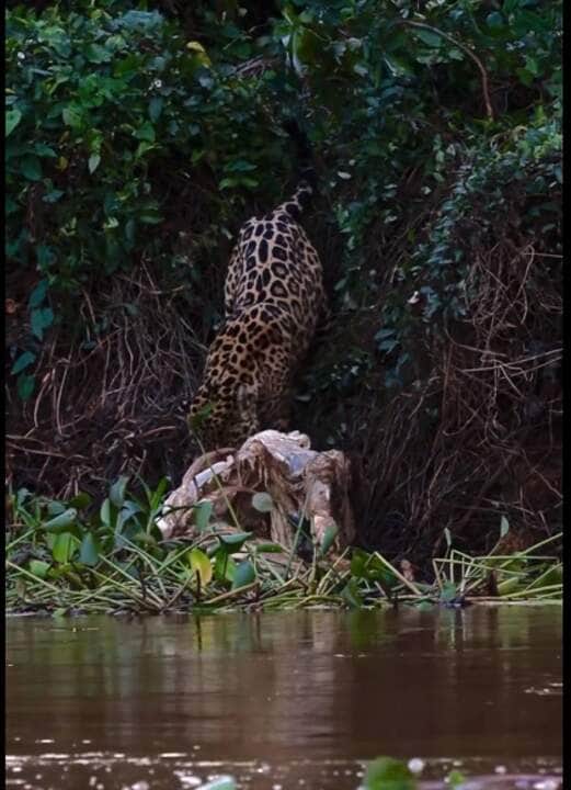 O que dá a esses animais, a possibilidade de perfurar facilmente casco de tartarugas e crânios de suas presas.
