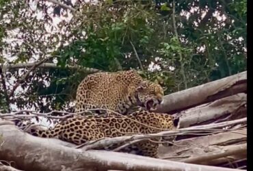 Além de possuir uma força excepcional, a onça-pintada é a que possui maior poder em suas mordidas, entre os grandes felinos do planeta.