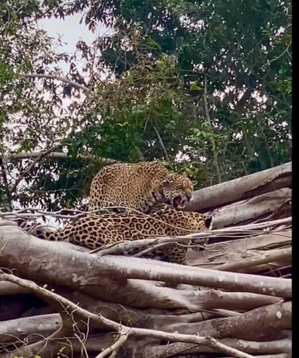 Além de possuir uma força excepcional, a onça-pintada é a que possui maior poder em suas mordidas, entre os grandes felinos do planeta.