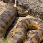 Sucuri é nome dado a um grupo de serpentes de grande porte que se destacam como as maiores serpentes do mundo quando o assunto é massa. São animais com músculos bem desenvolvidos e dotados de grande força.