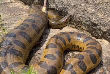 Sucuri é nome dado a um grupo de serpentes de grande porte que se destacam como as maiores serpentes do mundo quando o assunto é massa. São animais com músculos bem desenvolvidos e dotados de grande força.