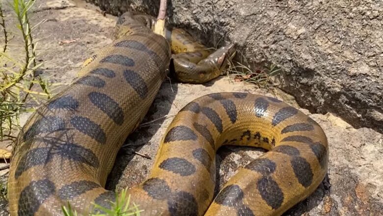 Sucuri é nome dado a um grupo de serpentes de grande porte que se destacam como as maiores serpentes do mundo quando o assunto é massa. São animais com músculos bem desenvolvidos e dotados de grande força.