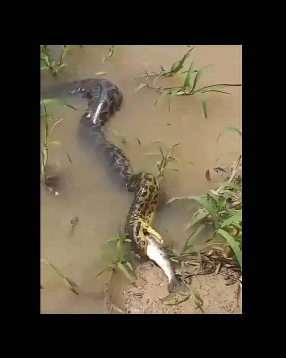 Uma das principais características das cobras sucuris, além do tamanho que chama a atenção, é o dimorfismo sexual, ou seja, nas quatro espécies, as fêmeas são maiores que os machos.