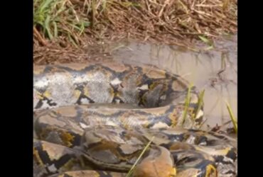 A píton-reticulada é uma cobra muito adaptável e com uma grande capacidade de se espalhar pelo ambiente.