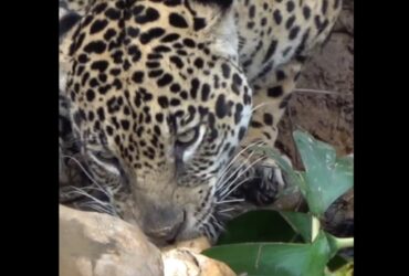 A poderosa onça-pintada (Panthera onça) é a rainha do Pantanal, ao passo que está no topo da cadeia alimentar, sendo o animal considerado o mais incrível superpredador.