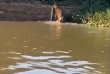 Além de possuir uma força excepcional, a onça-pintada é a que possui maior poder em suas mordidas, entre os grandes felinos do planeta.