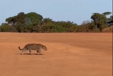 Porém, o maior desafio desses maravilhosos felinos é sobreviver em espaços cada vez menores por conta do desmatamento e destruição de seu habitat natural.