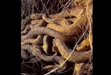 A cobra cascavel (Crotalus e Sistrurus) é uma serpente peçonhenta que possui chocalho na cauda, sendo o grande diferencial das demais cobras.