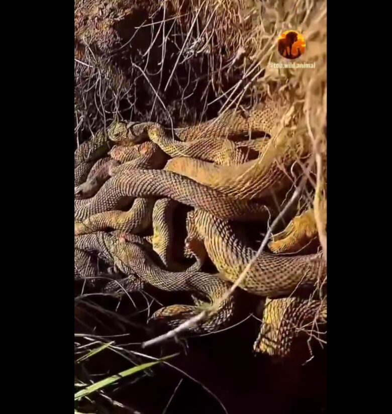 A cobra cascavel (Crotalus e Sistrurus) é uma serpente peçonhenta que possui chocalho na cauda, sendo o grande diferencial das demais cobras.