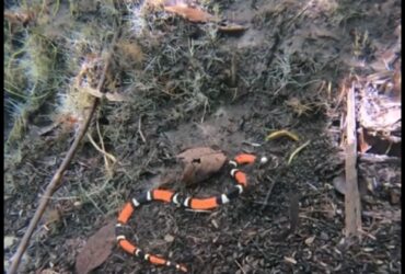 No Brasil, podem ser conhecidas pelos nomes cobra-coral-venenosa, coral-venenosa, coral-verdadeira, ibiboboca, ibiboca e ibioca.