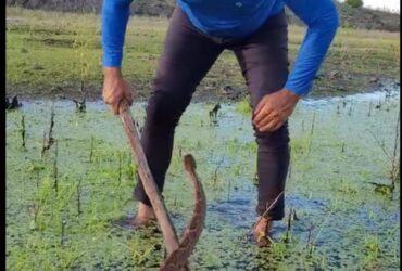 A cascavel, por razões não bem entendidas, em vez de sair completamente de sua pele antiga, mantém parte dela enrolada na cauda em forma de um anel cinzento grosseiro.