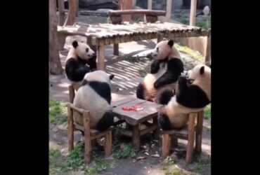 Apesar de pertencer à ordem dos Carnívoros e ter um sistema digestivo e genético de carnívoro, o panda possui hábitos herbívoros, alimentando-se quase que exclusivamente das folhas de bambus.