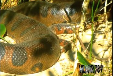 A troca de pele na cobra sucuri é um processo biológico e necessário para o seu crescimento.