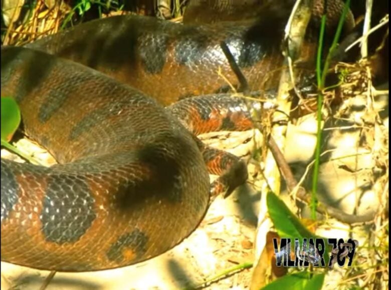 A troca de pele na cobra sucuri é um processo biológico e necessário para o seu crescimento.