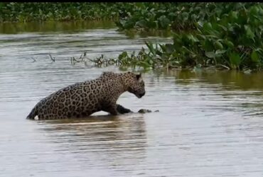 Porém, o maior desafio desses maravilhosos felinos é sobreviver em espaços cada vez menores por conta do desmatamento e destruição de seu habitat natural.