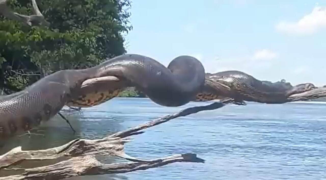 De habito semiaquático, as cobras sucuris (Eunectes) são endêmicas da América do Sul e podem ser divididas em quatro espécies: