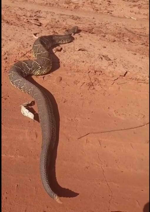 As cascavéis alimentam-se principalmente de pequenos roedores, mas podem fazer uso de seu veneno para fazerem outras vítimas, como pequenas aves, coelhos, lagartos, e, eventualmente, outras serpentes.