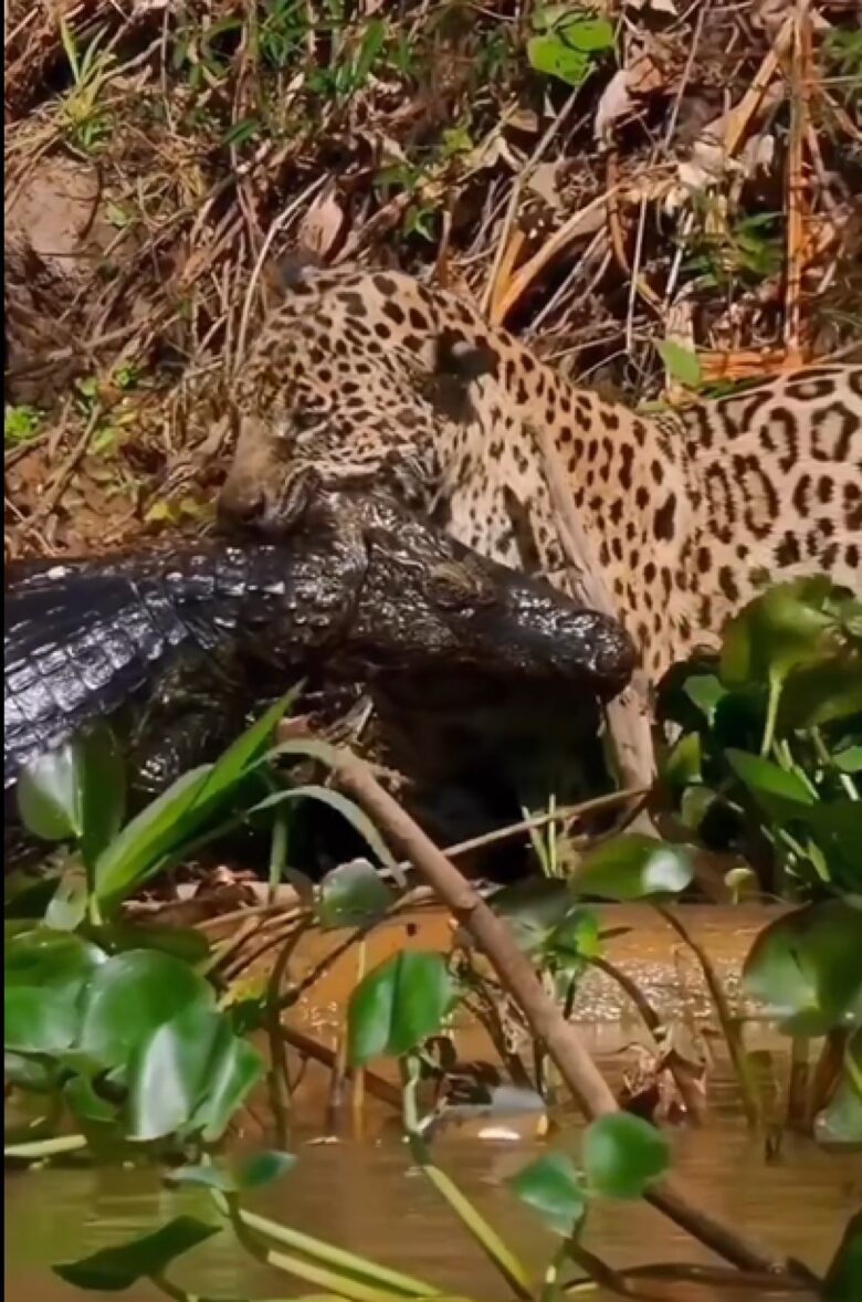 Porém, o maior desafio desses maravilhosos felinos é sobreviver em espaços cada vez menores por conta do desmatamento e destruição de seu habitat natural.