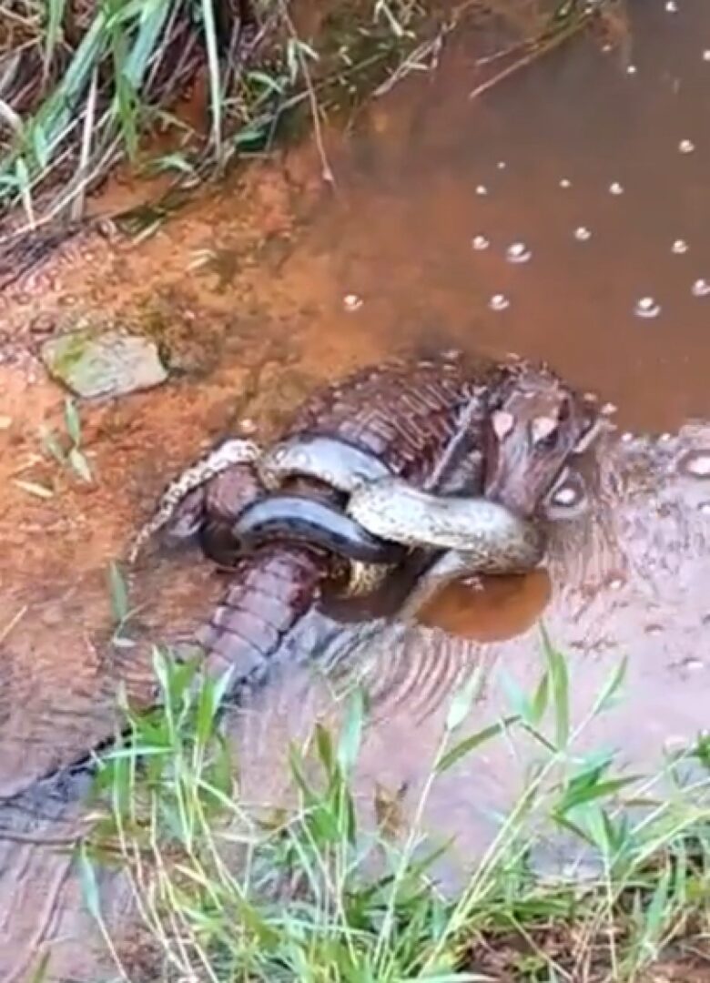 Uma das principais características das cobras sucuris, além do tamanho que chama a atenção, é o dimorfismo sexual, ou seja, nas quatro espécies, as fêmeas são maiores que os machos.