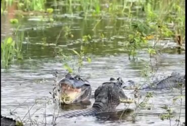 Os jacarés habitam as Américas, tendo desaparecido da Europa no Plioceno. Na América do Norte, ocorre, somente, o gênero Alligator.