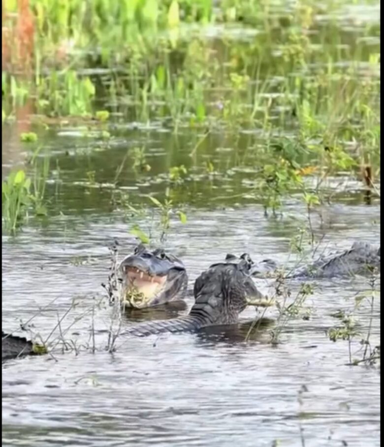 Os jacarés habitam as Américas, tendo desaparecido da Europa no Plioceno. Na América do Norte, ocorre, somente, o gênero Alligator.