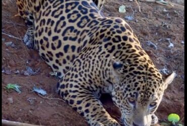 A poderosa onça-pintada (panthera onça) é a rainha do pantanal, ao passo que está no topo da cadeia alimentar, sendo o animal considerado o mais incrível superpredador.