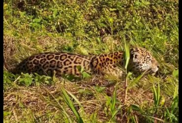 A poderosa onça-pintada (panthera onça) é a rainha do pantanal, ao passo que está no topo da cadeia alimentar, sendo o animal considerado o mais incrível superpredador