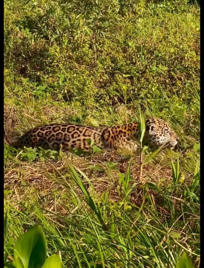 A poderosa onça-pintada (panthera onça) é a rainha do pantanal, ao passo que está no topo da cadeia alimentar, sendo o animal considerado o mais incrível superpredador